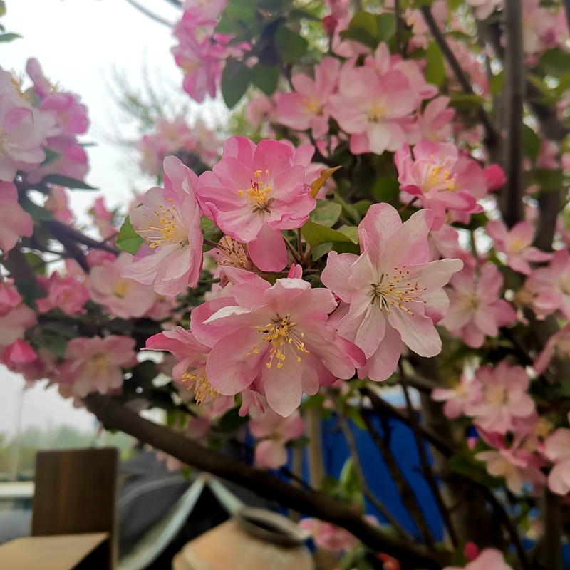 海棠树苗室内外庭院耐寒植物西府垂丝北美红宝石海棠花卉盆景盆栽-图1