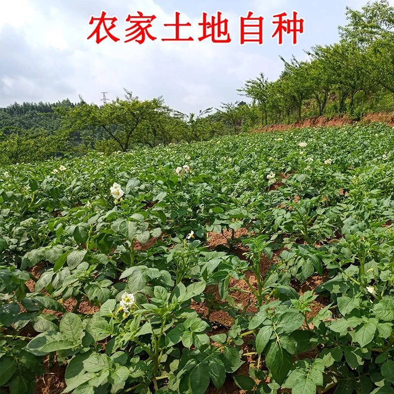 农家自种土豆新鲜5斤包邮黄心土豆沙地马铃薯新鲜蔬菜土豆山东 - 图3