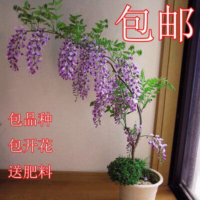 紫藤花树苗爬藤攀爬庭院围墙四季多花植物老桩盆栽花苗藤蔓紫藤萝 - 图2