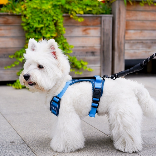 Веревка для собак, собаки, собачья веревка для сундука, большие собачья цепь собак Ходьба собачья жилет собака Золотая ретривера