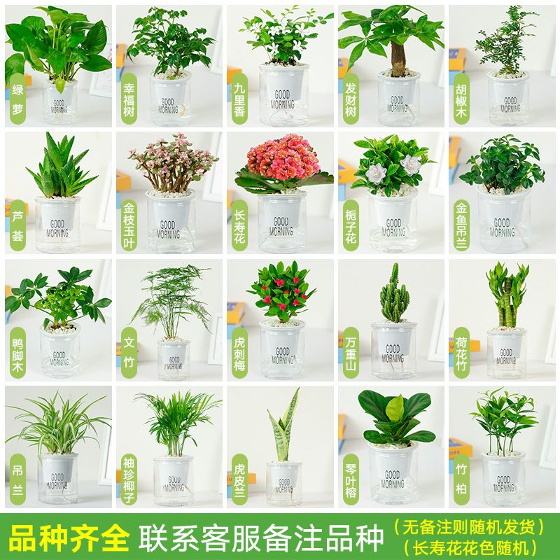 绿植盆栽花卉室内好养发财树办公室文竹栀子花绿萝水培小植物多肉-图0