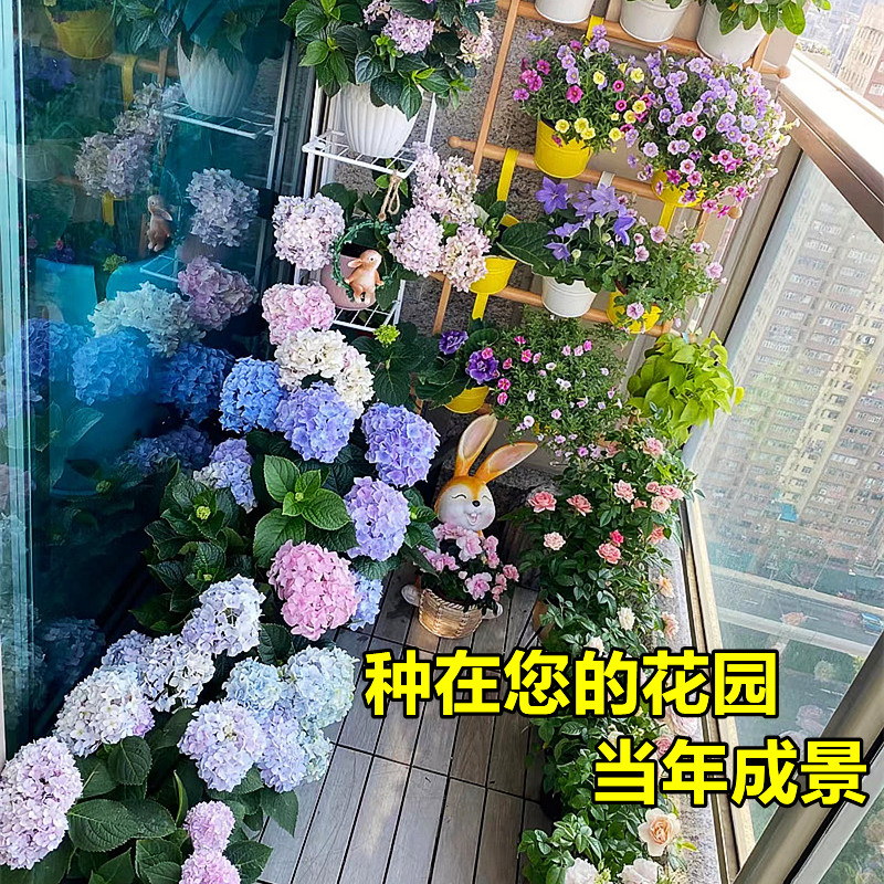 绣球花苗盆栽花卉植物室内好养的花四季开花不断无尽夏大花易成活 - 图1