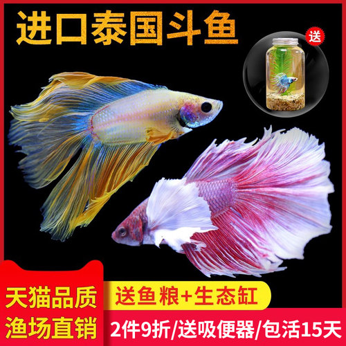 泰国斗鱼马尾狮王半月母斗鱼免打氧观赏鱼热带鱼活体宠物好养耐活 - 图1