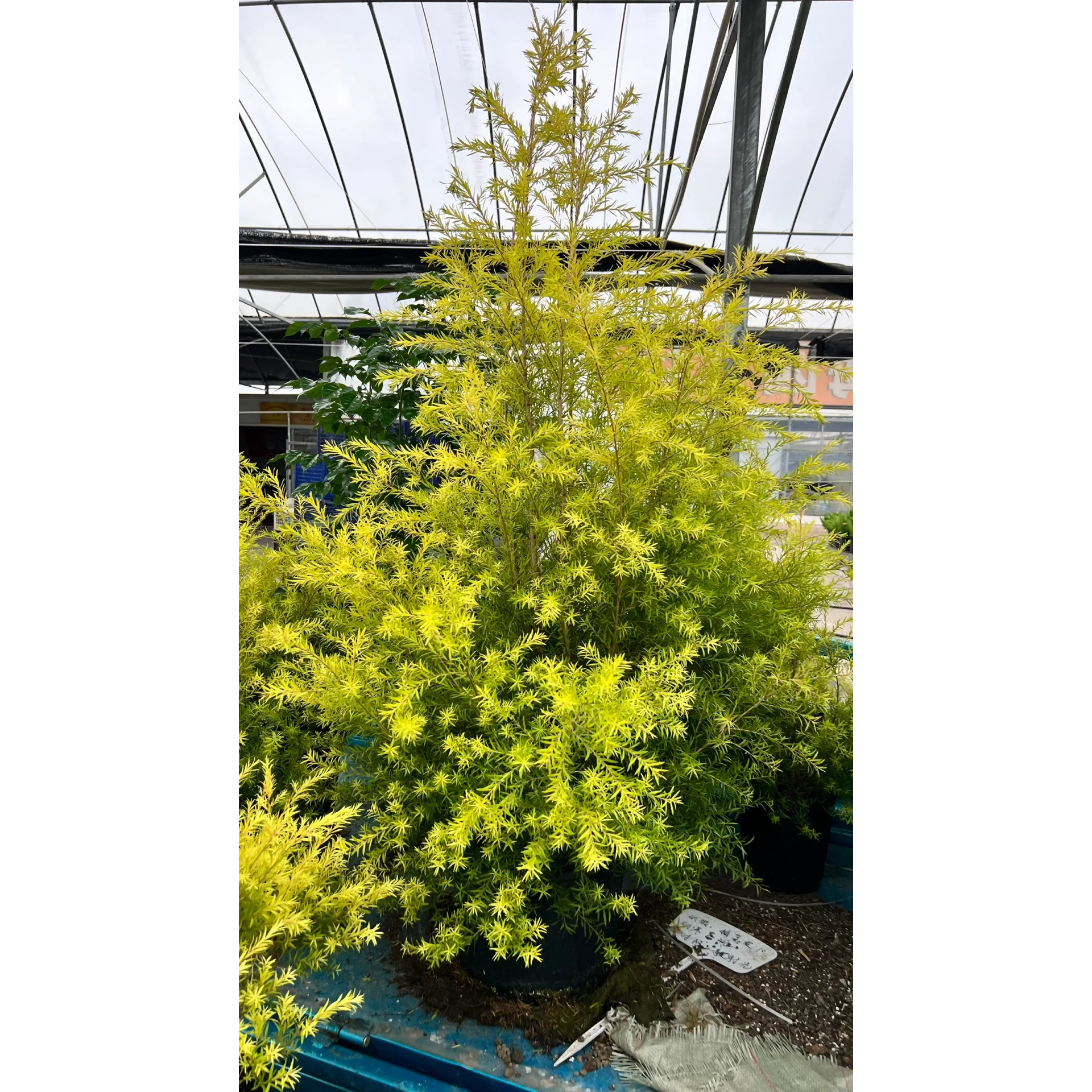 黄金香柳盆栽千层金树苗阳台庭院四季好养花镜植物室外种植绿化苗 - 图2