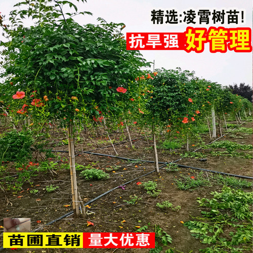 正宗美国凌霄花苗树苗老桩盆栽炮仗花爬藤植物阳台爬墙花卉大苗 - 图1