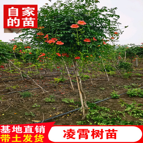 正宗美国凌霄花苗树苗老桩盆栽炮仗花爬藤植物阳台爬墙花卉大苗 - 图0