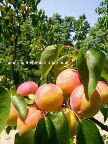 新品种杏树嫁接苗特大沙金红杏树苗红杏子苗南方北方种植盆栽地 - 图0