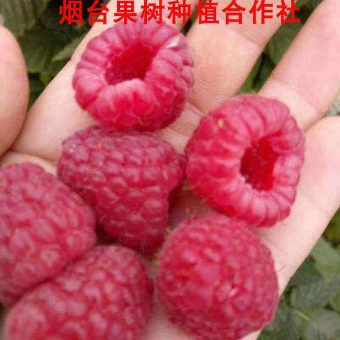 红树莓苗特大双季黑黄莓灯笼果覆盆子苗南方北方盆栽地栽浆果树苗 - 图1