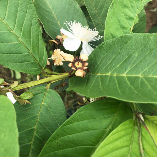 番石榴苗红宝石苗少籽帝王芭乐红心芭乐带土果树嫁接苗当年结果 - 图1