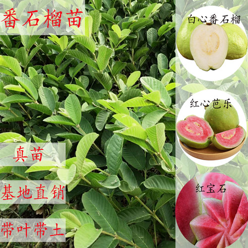 番石榴苗红宝石苗少籽帝王芭乐红心芭乐带土果树嫁接苗当年结果 - 图0