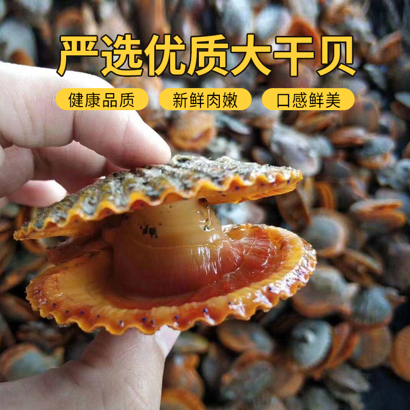 东山岛干贝大瑶柱福建特产送礼海鲜干货宝宝辅食熬汤扇贝淡晒干贝-图0