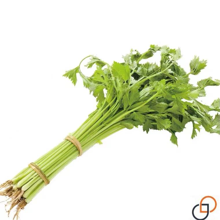 四季小香芹种子水芹小芹菜种孑速生易种蔬菜种籽阳台田园菜籽种