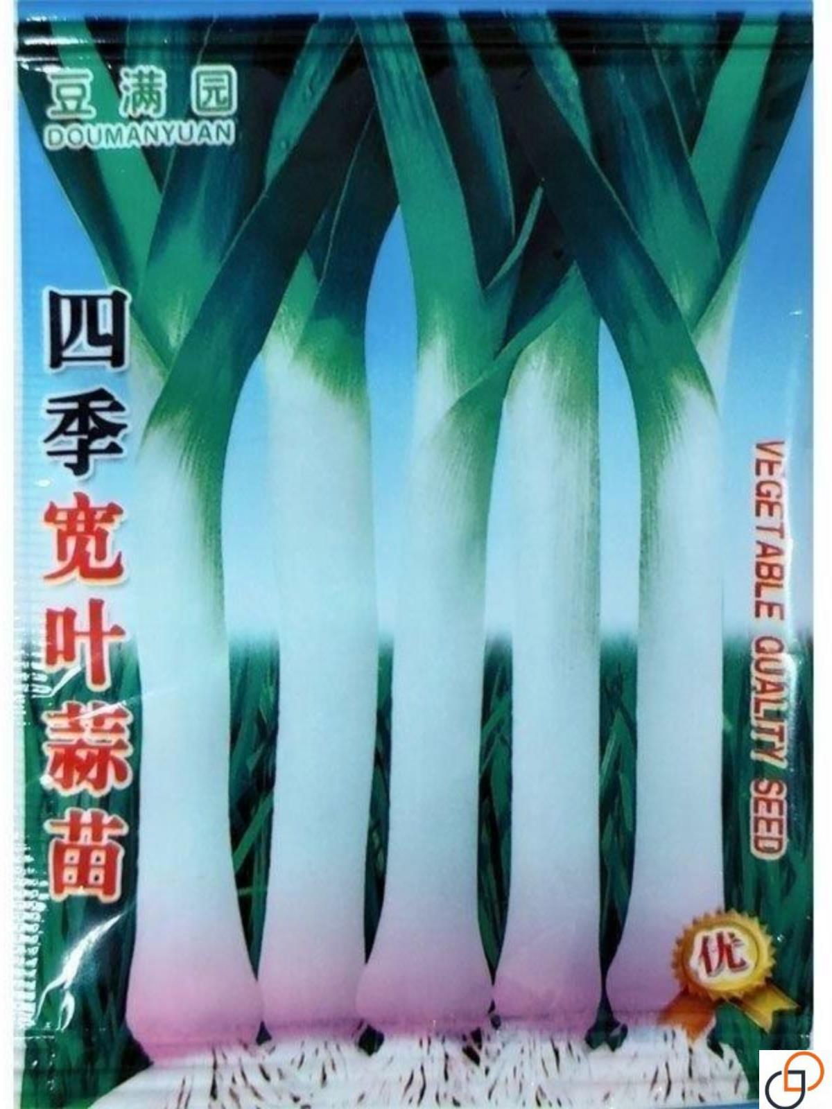 四季宽叶蒜苗种子农家蒜苗种春夏秋冬四季均可种阳台盆栽蒜苗种籽