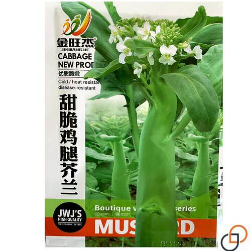 鸡腿芥兰菜种子甜脆芥蓝菜种籽一年四季速生蔬菜芥菜种孑荆芥农家 - 图3