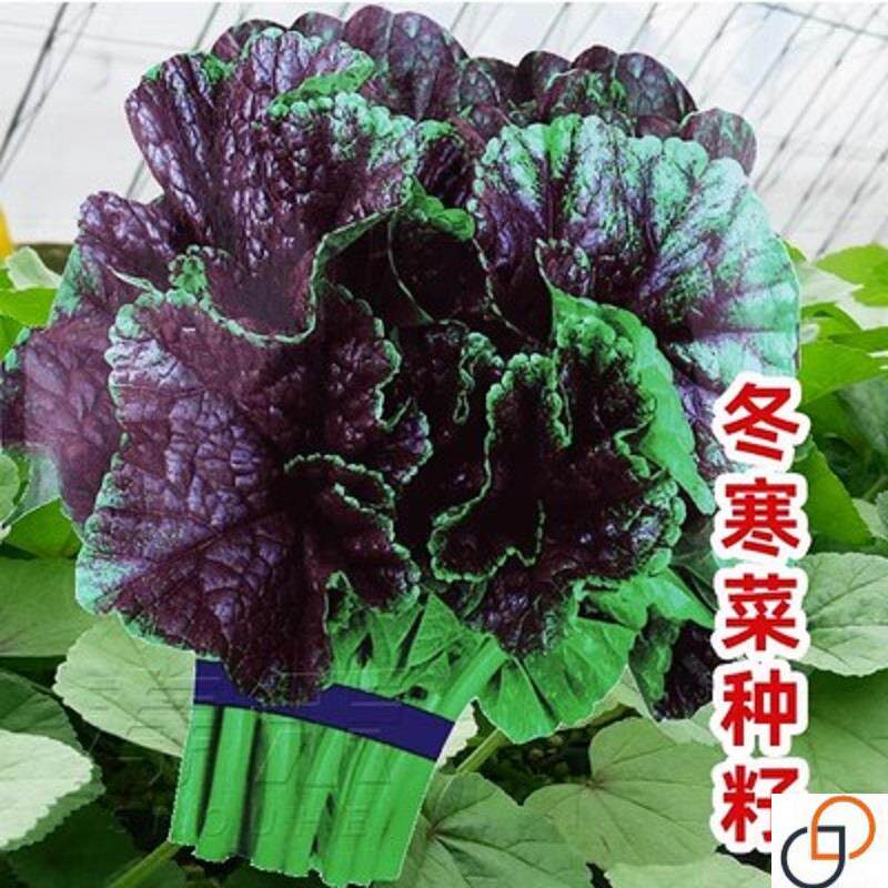 糯米冬寒菜种籽冬苋菜种子适合冬天菜种冬季蔬菜苗青菜孑菜籽菜苗