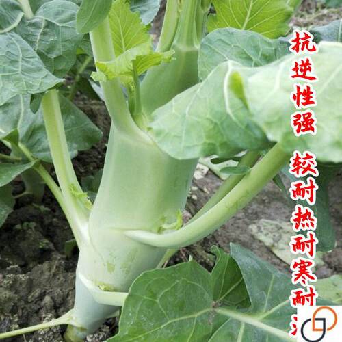 鸡腿芥兰菜种子甜脆芥蓝菜种籽一年四季速生蔬菜芥菜种孑荆芥农家 - 图1