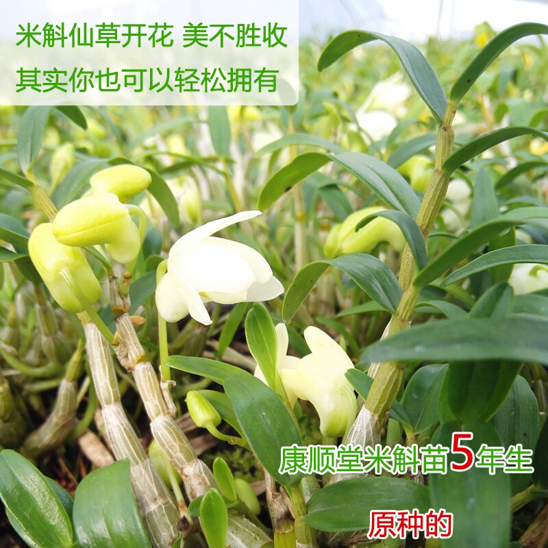  徽真斛石斛/枫斗