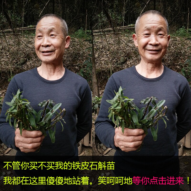 种植霍山铁皮石斛苗4丛绿植非3苗 徽真斛石斛/枫斗