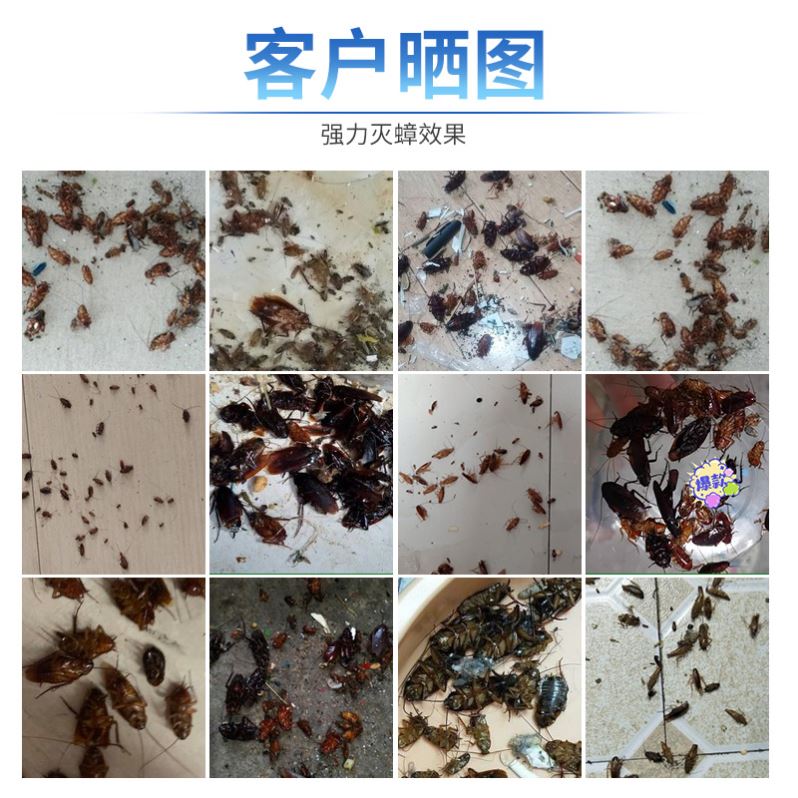 灭蟑螂药粉一锅端全窝端扫净除绝杀强力神器克星家用厨房非无毒-图0