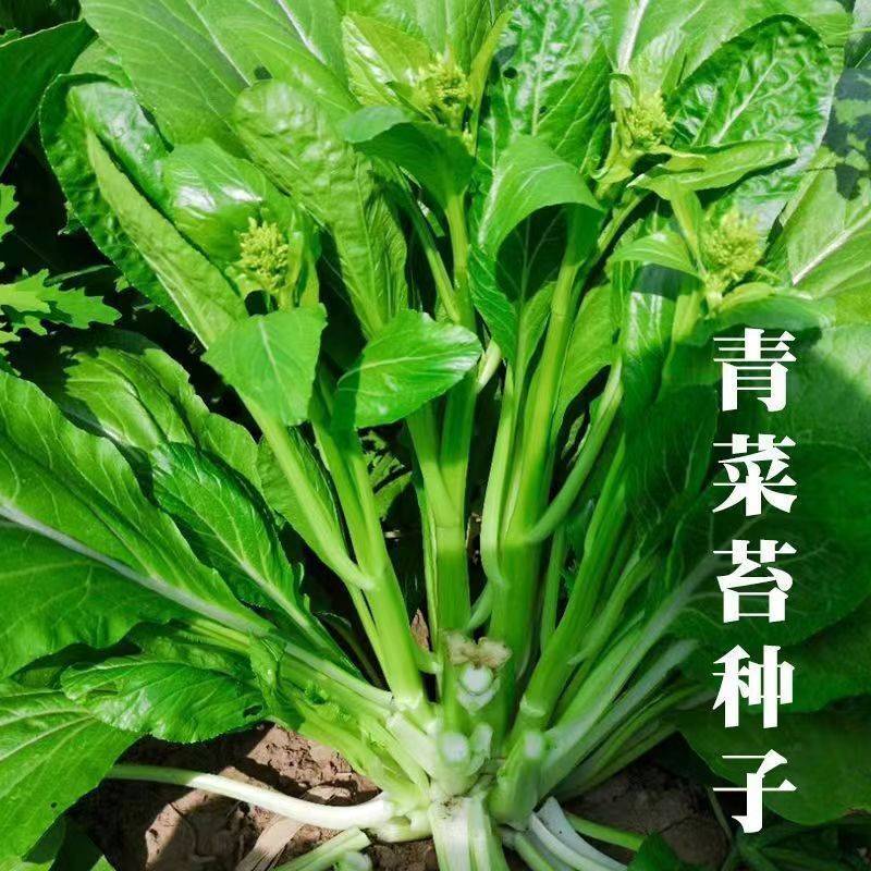 多枝多芽菜心种子多子多福甜菜心种子广东菜芯菜苔籽蔬菜种子春秋 - 图1