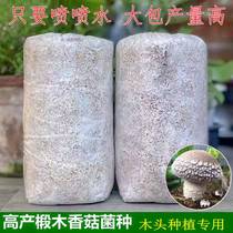 Linden Wood Flower Mushroom Strains Planted in wood Mushroom Fungus Bag Fun Mushroom Cultivation Bag Cultivar Original Species