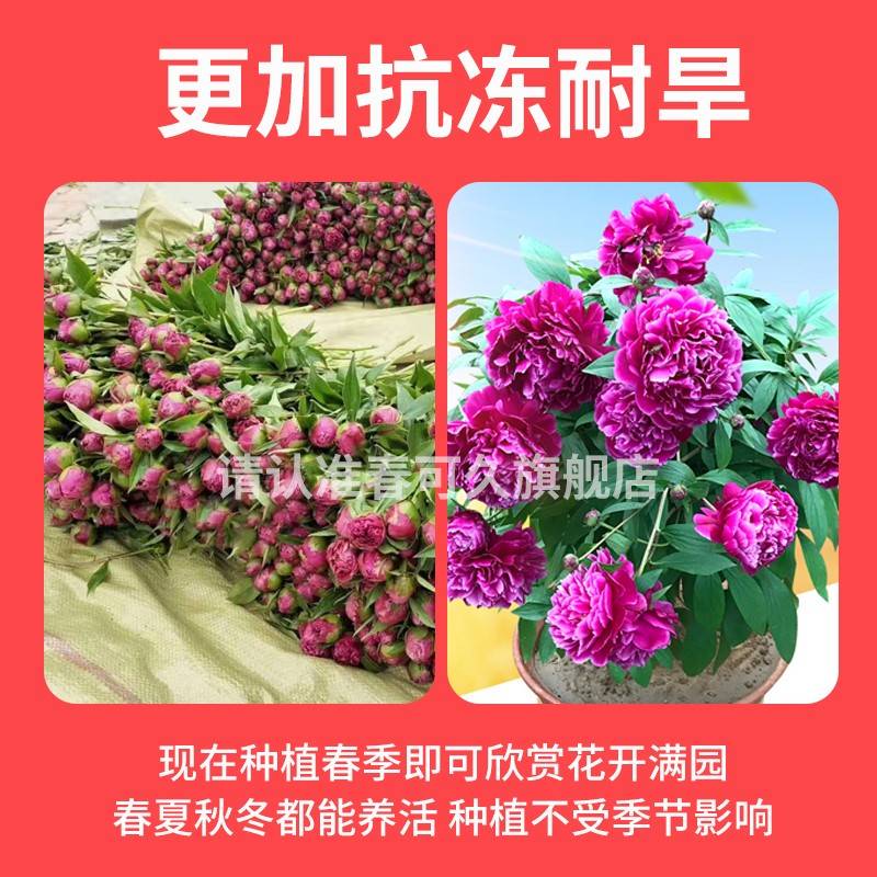 重瓣芍药花苗带芽四季树苗阳台盆栽庭院鲜花观赏牡丹花苗花卉植物-图3