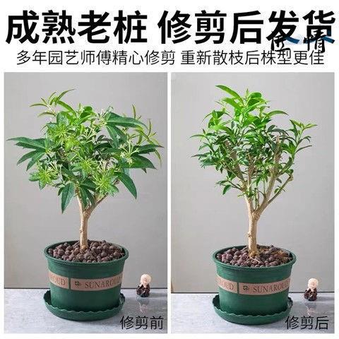 夜来香花树苗夜来香盆栽花卉植物室内驱蚊花苗浓香夜来香四季开花 - 图3