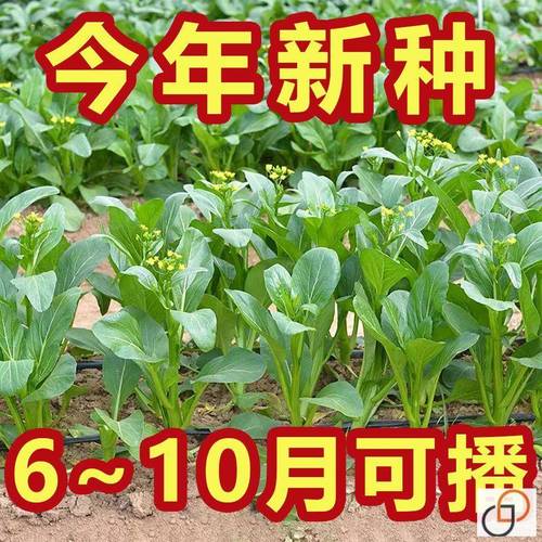 【割完又长】四季菜心种子盆栽四九甜菜心种子耐热青菜籽蔬菜种子