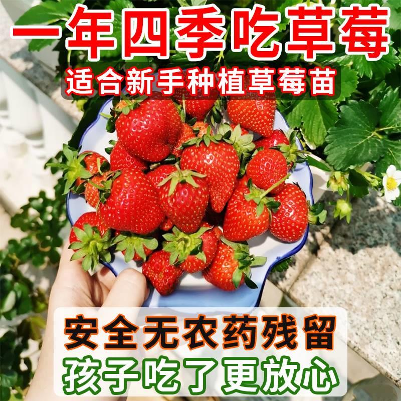 草莓苗盆栽带花带果带土四季奶油隋珠红颜白雪穴盘苗果苗种植秧苗 - 图2