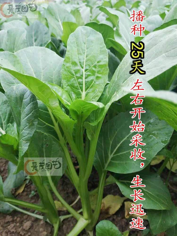 【割完又长】四季菜心种子盆栽四九甜菜心种子广东青菜籽蔬菜种子 - 图0