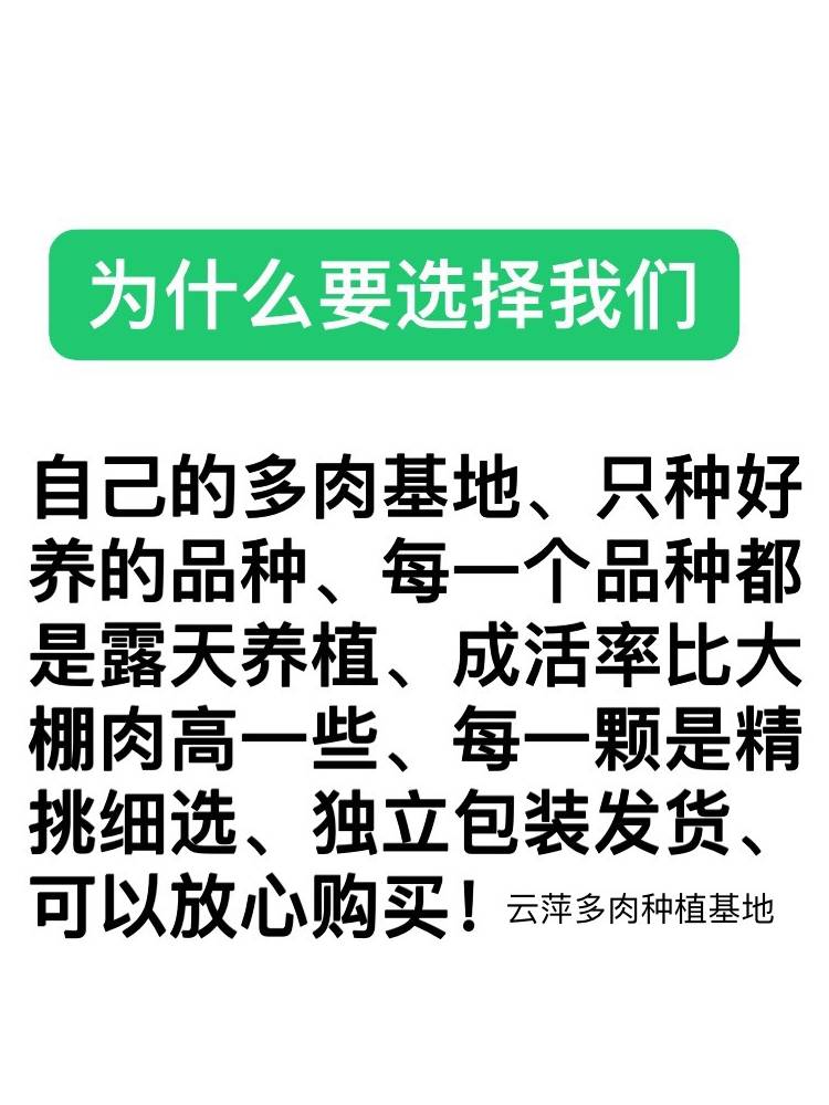 多肉植物阿伦培耐旱耐冻容易爆芽阳台办公桌新款花卉盆栽基地热卖-图2