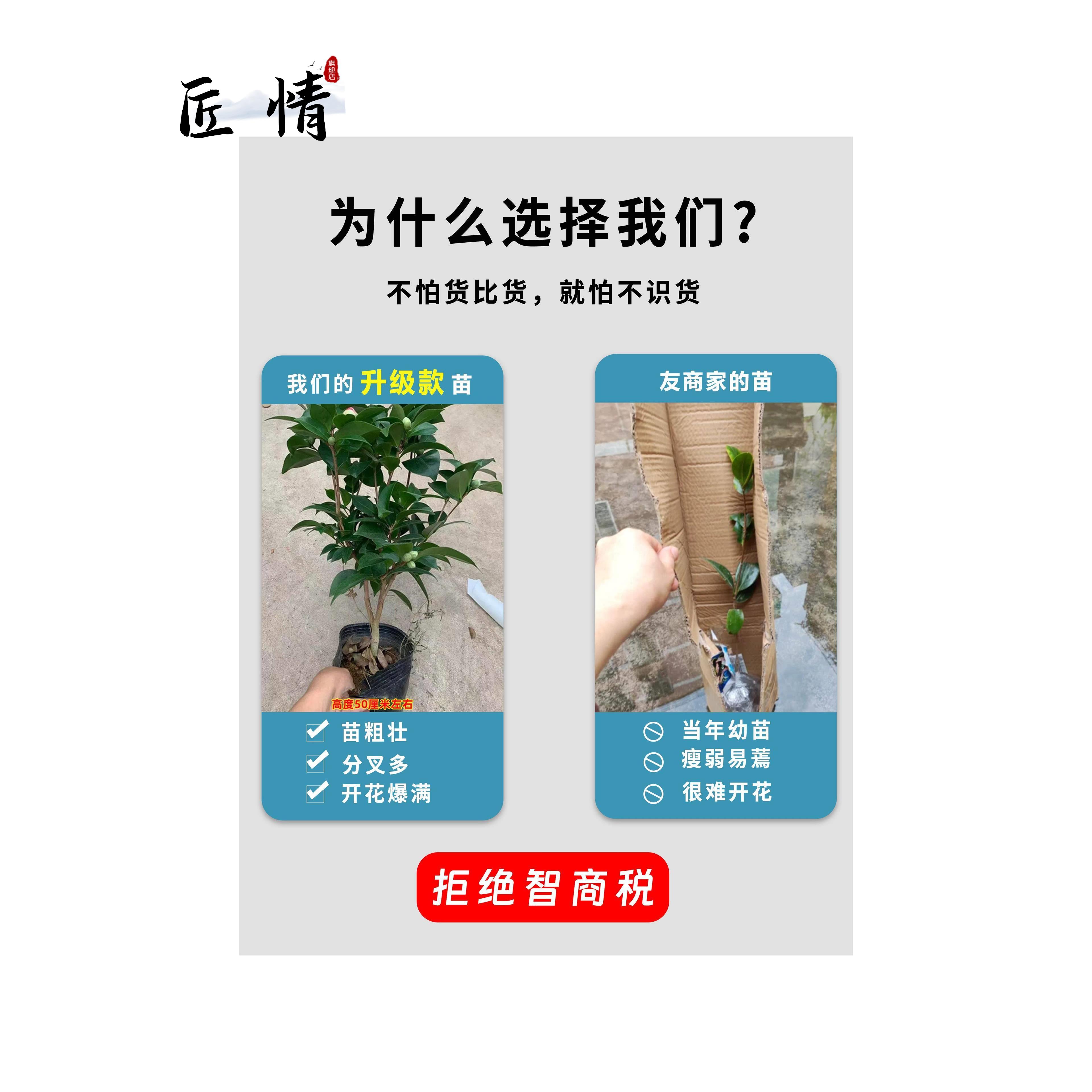 正黄旗茶花盆带花苞树苗 浓香花卉 庭院栽室外四季山茶花观花植物 - 图1