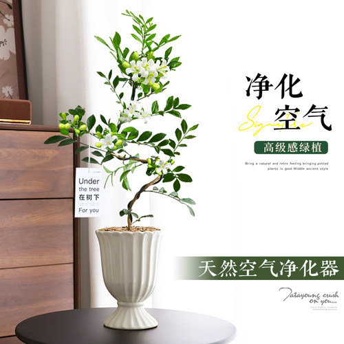 飘枝美人九里香盆栽绿植室内客厅桌面好养易活中古风植物老桩造型 - 图0