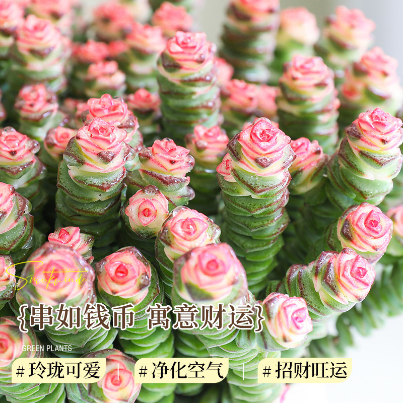 特大盆钱串子多肉植物室内发财树招财绿植盆栽旺宅好养肉肉金钱树,淘宝优惠券,粉丝福利购,淘宝优惠卷