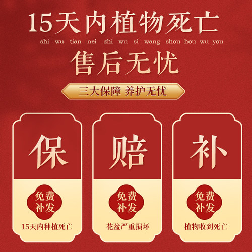 发财树盆栽室内客厅绿植花卉旺宅办公桌面招财好养暴富中式小盆景 - 图3