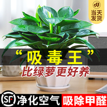 Gold Drilling Potted Green Lori Baskets Indoor Plants Flowers Hydroponic offices Multi-meat purified air to remove formaldehyde