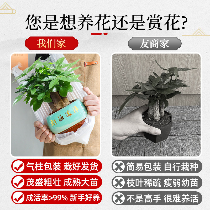 大盆三杆发财树盆栽绿植室内开业招财植物中式盆景四季常青好养,淘宝优惠券,粉丝福利购,淘宝优惠卷