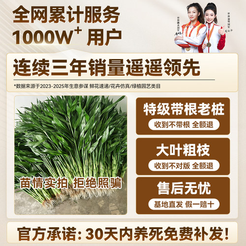特大富贵竹带根水培绿植粗杆大叶室内桌面招财植物四季好养转运竹 - 图3