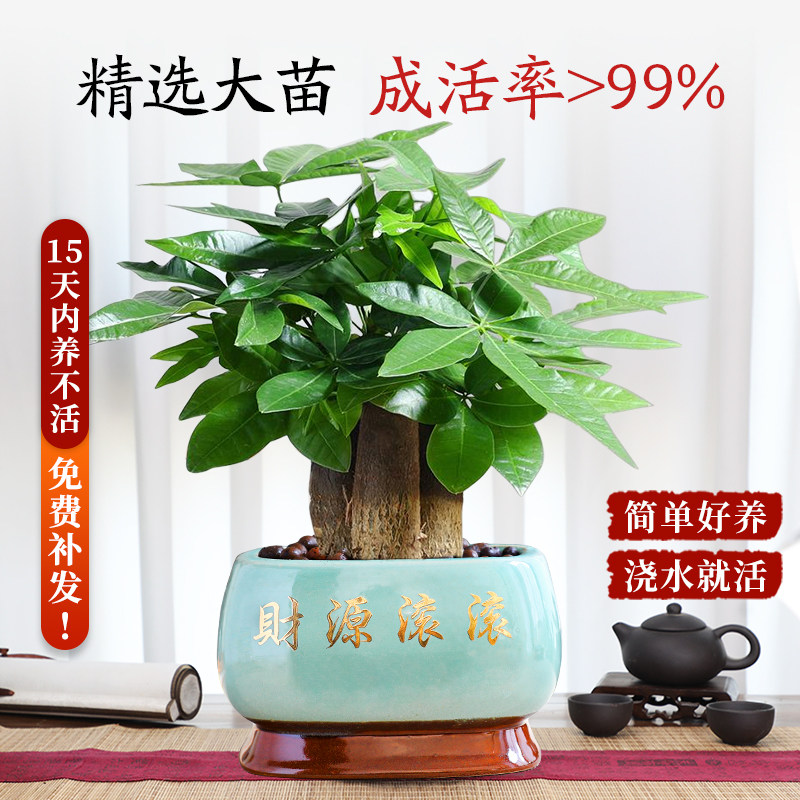 大盆三杆发财树盆栽绿植室内开业招财植物中式盆景四季常青好养,淘宝优惠券,粉丝福利购,淘宝优惠卷