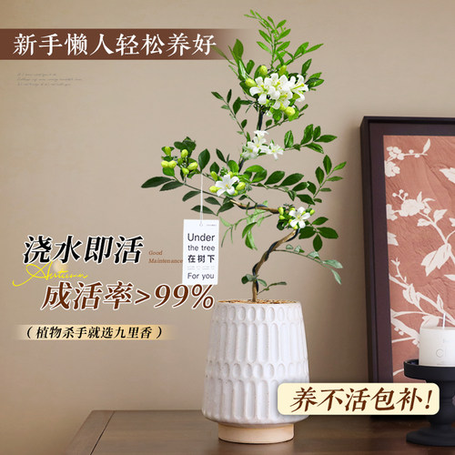 飘枝美人九里香盆栽绿植室内客厅桌面好养易活中古风植物老桩造型 - 图2