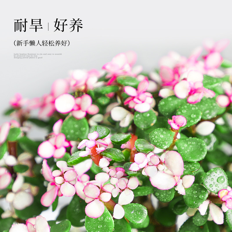 金枝玉叶盆栽室内绿植老桩棒棒糖造型肉肉花卉好养耐旱多肉植物,淘宝优惠券,粉丝福利购,淘宝优惠卷