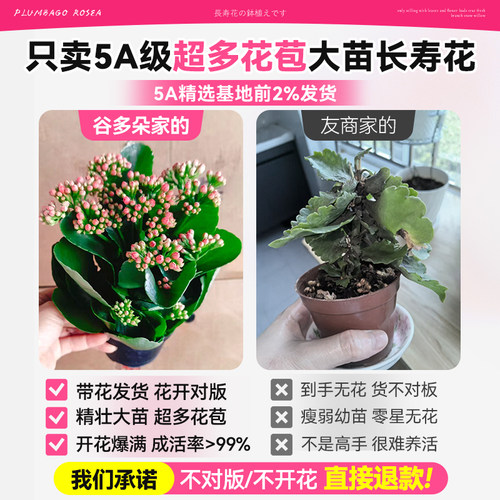 长寿花盆栽重瓣变色龙大花室内阳台花卉带花苞绿植物花苗四季好养 - 图2