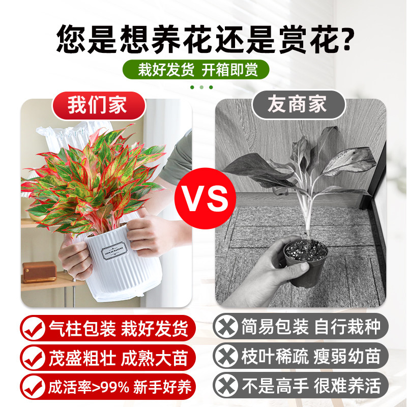 大盆万年红盆栽吉利红如意皇后绿植室内四季好养易活喜庆花卉植物