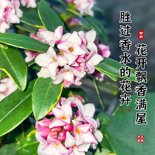 特级大盆金边瑞香盆栽绿植室内年宵花卉植物多季开花好养活带花苞 - 图1