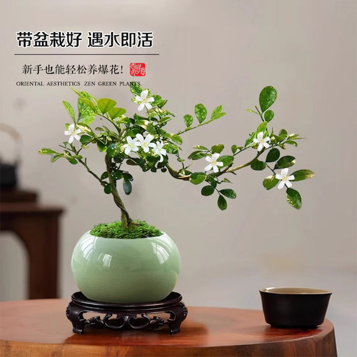 飘枝九里香老桩盆栽悬崖造型办公室桌面盆景室内花卉绿植摆件好养 - 图0