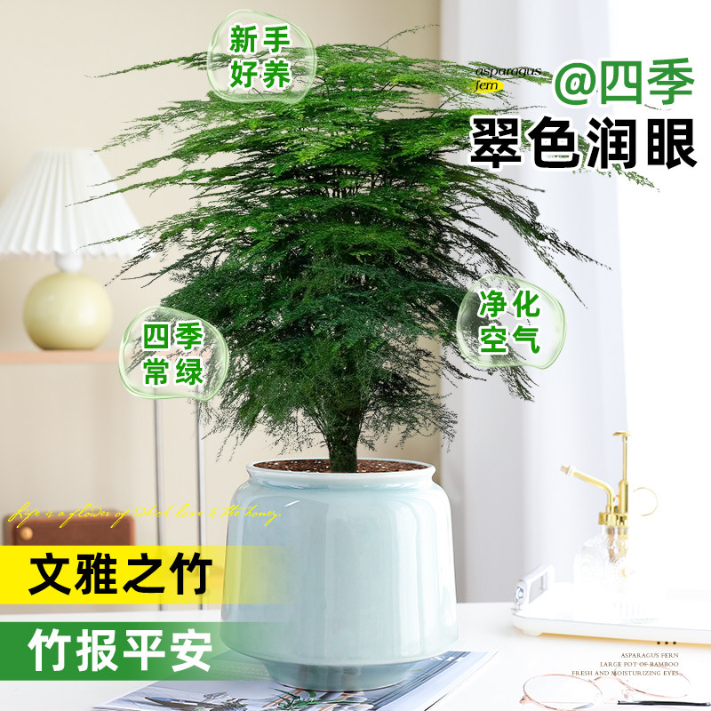 文竹盆栽盆景植物室内桌面绿植客厅花卉四季常青好养大盆净化空气