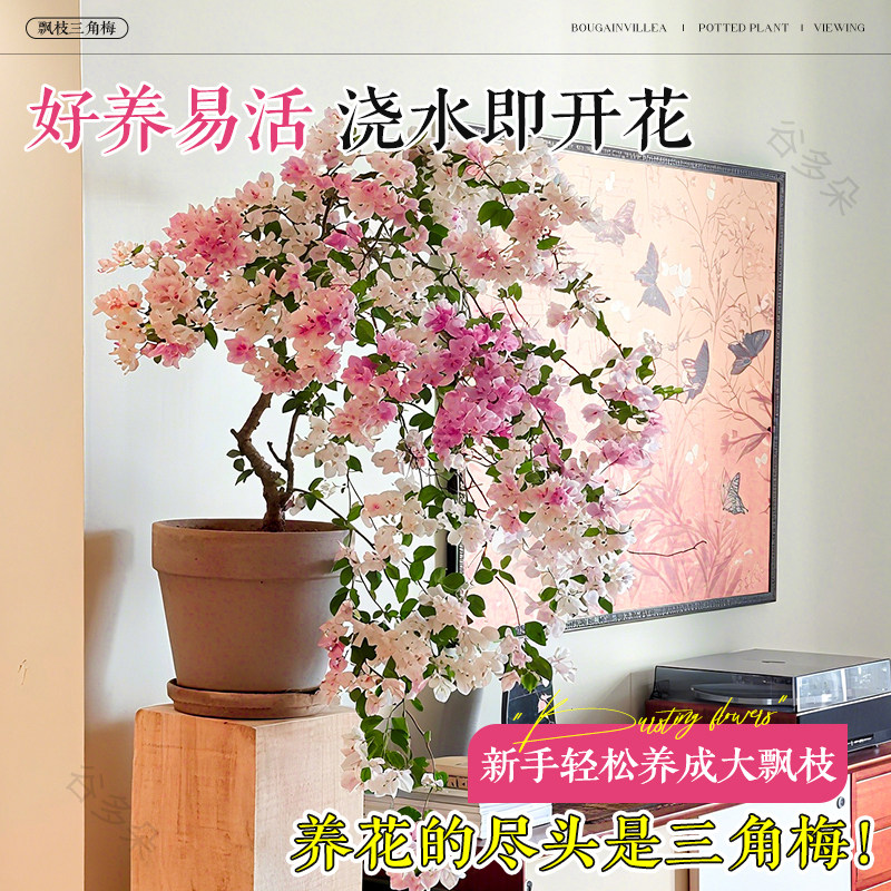 飘枝米罗三角梅盆栽带花老桩漳红樱四季好养卉室内客厅阳台绿植物,淘宝优惠券,粉丝福利购,淘宝优惠卷