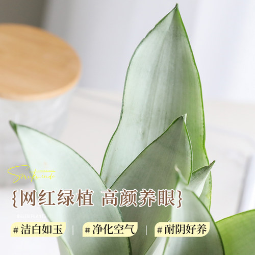 水培白玉虎皮兰绿植办公室花卉室内桌面小盆栽摆件好养活四季常青 - 图0