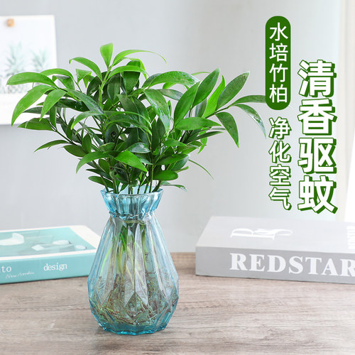 水培驱蚊竹柏植物室内水养绿植花卉盆栽办公室桌面四季常青好养活 - 图1