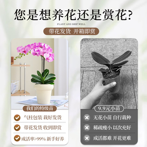 特级带花蝴蝶兰盆栽绿植好养花卉带花苞花箭兰花室内客厅好养植物 - 图1